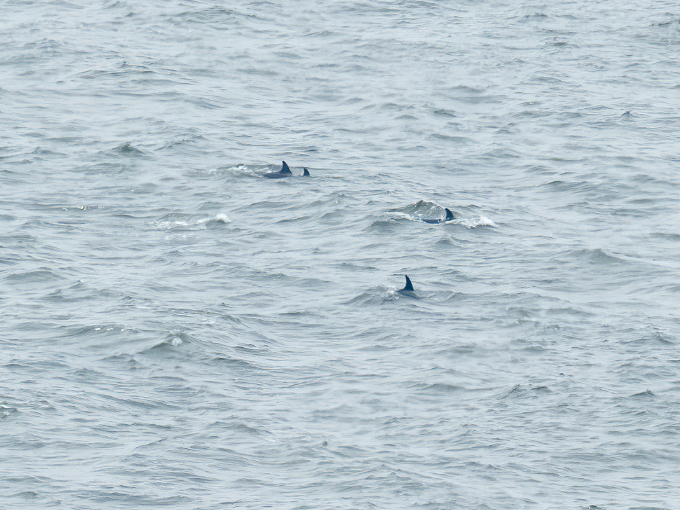Dolphins at The Needles