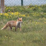 Fox in the Compound