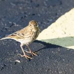 Meadow Pipit