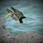 Peregrine Falcon by Isle of Wight Photographic Society