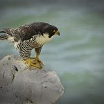 Peregrine Falcon by IOW Photographic Society